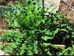 1 Cup Dried Wild Lettuce Whole Plant(Lactuca Virosa)For Tea or Tincture.US grown