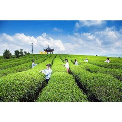 Milk Oolong Tea 125g Tiguanyin Green Tea Taiwan Jin xuan Milk Oolong Milk Tea