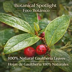 Axocopaque Herbal Tea (4 Oz) – 100% Natural Gaultheria Mexican Leaves – Authenti