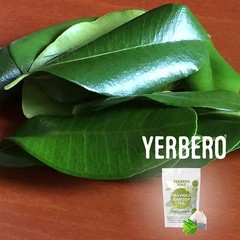 Yerbero Dried Graviola Soursop Leaves 4 oz | 100 Natural Tea from Mexico