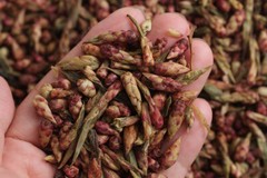 Red Que Zui YABAO Tea Pu-erh Tea Purple Buds Big Snowy Mountain Wild Tree 500g