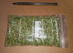 1 Cup Air Dried Stone breaker/Chamber Bitter/Chanca Piedra Herbal Tea.US grown.