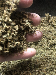 DAMIANA bulk WHOLESALE leaf ORGANIC herb 1 5 10 15 25 50 75 100 lbs Oz FREE ship