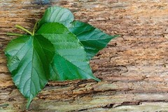 Mulberry Leaf Tea 120 Tea Bags Thai Herbal Natural Thanyaporn Free Shipping