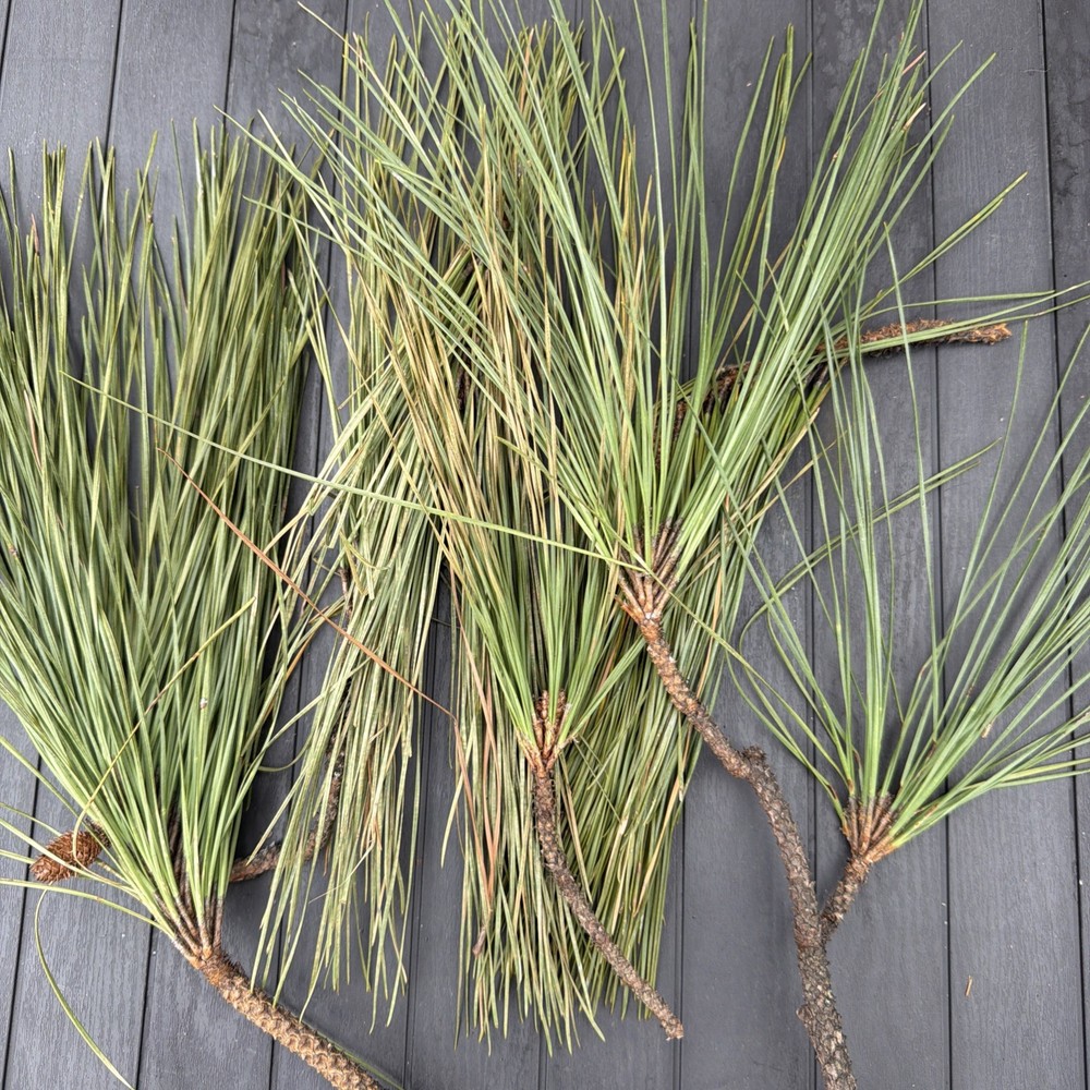 Fresh Eastern White Pine Needles Organic 4 Oz