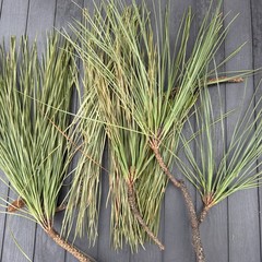 Fresh Eastern White Pine Needles Organic 4 Oz