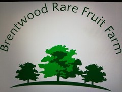 Mulberry Leaf Tea (4oz/113g) Grown Made Packed in Brentwood Rare Fruit Farm, CA