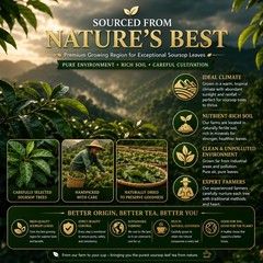 45 Count Premium Soursop Graviola Tea Bags 100% Natural soursop leaves, NonG…