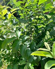 110 PC’S FRESH ORGANIC GUAVA LEAVES TEXAS GROWN GREEN Tea Hojas de Guayaba
