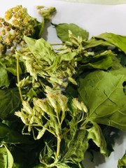 Calea Zacatechichi Mexican Dream Herb 100% Organic Ceylon Herbal Tea