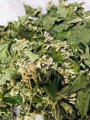 Calea Zacatechichi Mexican Dream Herb 100% Organic Ceylon Herbal Tea