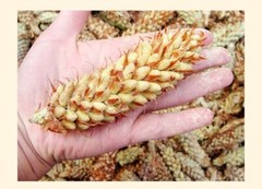 10bags*50g Wild Harvested Shell-broken Pine Pollen Powder 99% Crack Certificated