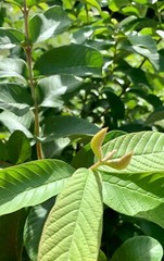 110 PC’S FRESH ORGANIC GUAVA LEAVES TEXAS GROWN GREEN Tea Hojas de Guayaba