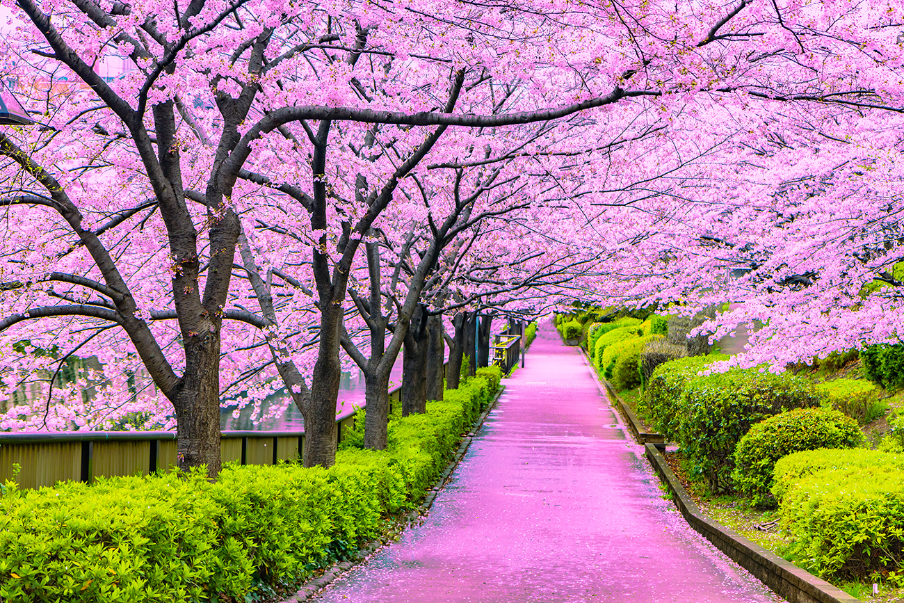 Cherry Blossom Escape